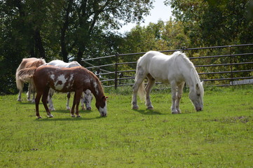 Wall Mural - Horses at the farm