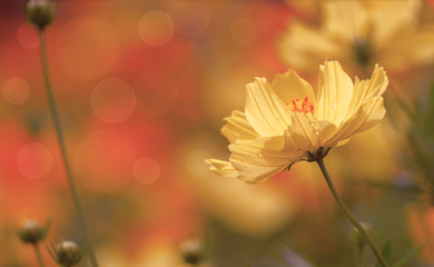 Cosmos flowers autumn summer blooming in the garden park with vintage style