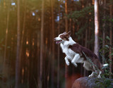 Fototapeta  - Gorgeous border collie getting ready for a jump from a stone in the sunset