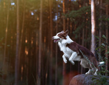 Gorgeous Border Collie Getting Ready For A Jump From A Stone In The Sunset