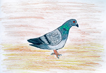 Pigeon. Pencil Hand Drawing.