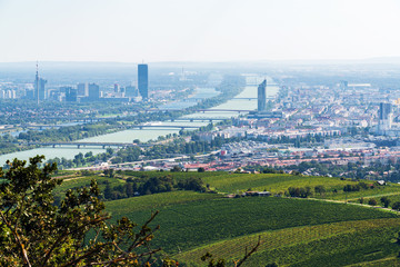 Wall Mural - Vienna Aerial View in Summer end / beginning of Autumn/Fall. Vineyards visible in the foreground