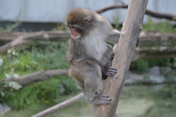 Poster - Snow monkey in the outdoors