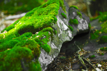 Wall Mural - beautiful stone covered with green moss