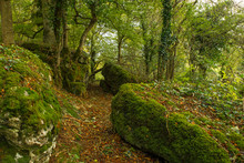 Autumn Woodland Scene, Moss Covered Boulders, And Autumn Leaves Scattered All Round Under The Trees.