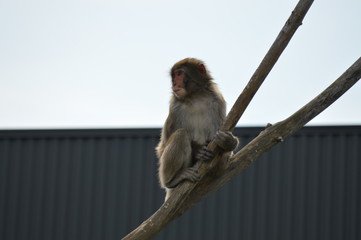 Poster - Snow monkey in the outdoors