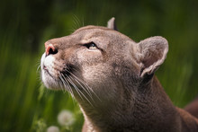 The Cougar (Puma Concolor), Catamount, Mountain Lion, Panther, Puma