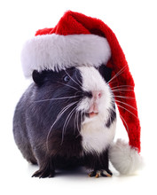 Guinea Pig And Christmas Hat.