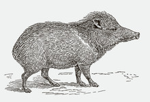 Collared Peccary, Pecari Tajacu In Side View. Illustration After An Engraving From The 19th Century