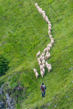 Herd Of Sheep Follow The Path Under The Sight Of Shepard