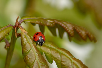 Wall Mural - Ladybird on Oak Tree Leaf