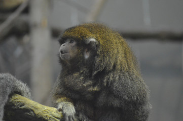 Canvas Print - Monkey sitting on a branch