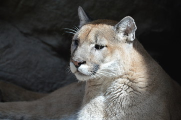 Sticker - A puma in the outdoors