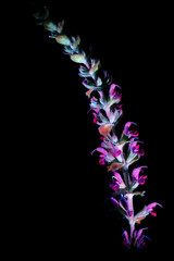 Ultraviolet UV Purple Sage