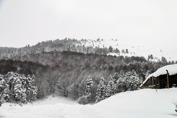 Turkey national park Abant, Bolu