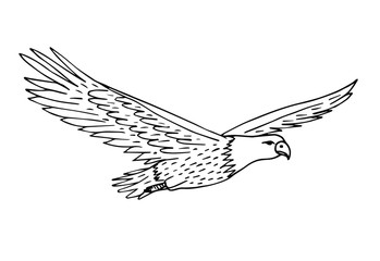 Wall Mural - Vector hand drawn sketch flying American eagle isolated on white background