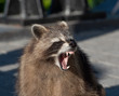 A racoon showing its teeth