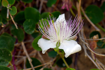 Poster - Kapern-Blüte / Echter Kapernstrauch (Capparis spinosa) - Flinders rose / caper bush