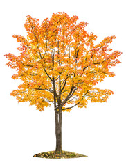 Wall Mural - autumn maple tree isolated white background yellow red green leaves