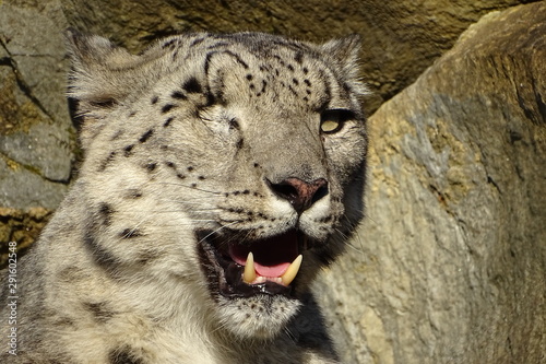 Fotografía Beautiful snow leopard at the zoo