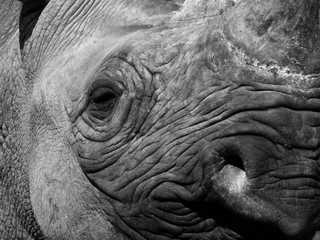 a monochrome close up of the face of a black rhinoceros with eye nose and horn