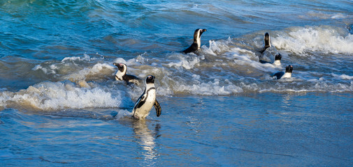 Wall Mural - African penguins walk out of the ocean to the sandy beach. African penguin also known as the jackass penguin, black-footed penguin. Scientific name: Spheniscus demersus. Boulders colony. South Africa