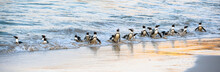 African Penguins Walk Out Of The Ocean To The Sandy Beach. African Penguin Also Known As The Jackass Penguin, Black-footed Penguin. Scientific Name: Spheniscus Demersus. Boulders Colony. South Africa