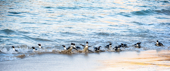 Wall Mural - African penguins walk out of the ocean to the sandy beach. African penguin also known as the jackass penguin, black-footed penguin. Scientific name: Spheniscus demersus. Boulders colony. South Africa