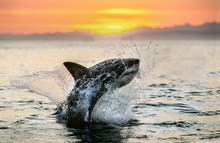 Jumping Great White Shark. Red Sky Of Sunrise. Great White Shark Breaching In Attack. Scientific Name: Carcharodon Carcharias. South Africa.