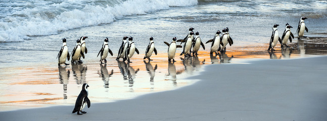 Wall Mural - African penguins walk out of the ocean to the sandy beach. African penguin also known as the jackass penguin, black-footed penguin. Scientific name: Spheniscus demersus. Boulders colony. South Africa