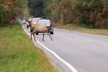 Cow Elk Crossing The Road