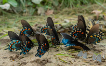 Swallowtail Butterflies Feasting On Ground