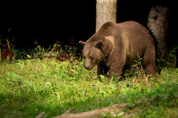 Sticker - The Grizzly Bear (Ursus arctos)  is north American brown bear. Grizzly walking in natural habitat,forest and meadow at sunrise.