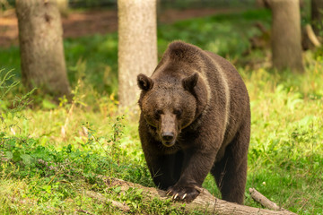 Sticker - The Grizzly Bear (Ursus arctos)  is north American brown bear. Grizzly walking in natural habitat,forest and meadow at sunrise.