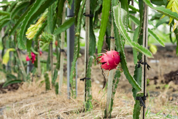 Wall Mural - farm of pitaya with fruit and flower