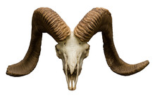 Goat Skull On The White Background With Path