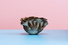 Fresh Raw Edible Mushroom Still Life On Blue An Pink Background