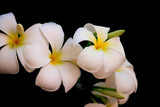 Fototapeta Kwiaty - White plumeria flowers on a black background