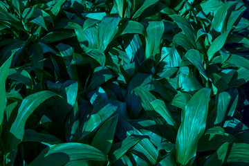  Natural dark green leaves Natural on the ground