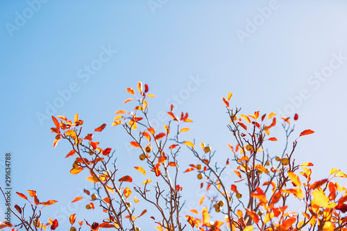 autumn leaves against blue sky