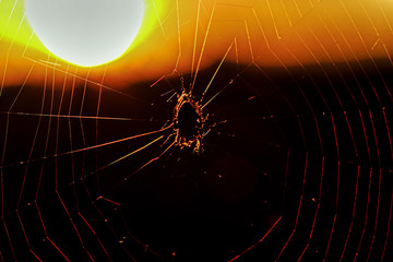 Sunset Spider