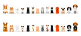 Fototapeta Konie - small dogs and cats border border set, full length, front and back