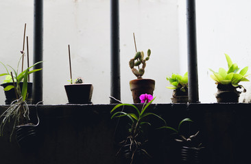 Sticker - Cactus growth at my workplace