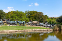Cattle Drive Sulptures In Dallas, Texas. Famous Touristic Place.