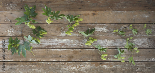 Fototapeta na drzwi i meble branches plant hops for beer production
