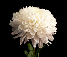 Wall Mural - white chrysanthemum flower on a black background
