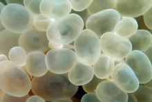 Close-up Image Of Bubble Coral (Plerogyra Sinuosa).