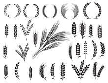 Wheat Ears Icons And Logo Set. For Identity Style Of Natural Product Company And Farm Company. Organic Wheat, Bread Agriculture And Natural Eat. Contour Lines. Flat Design.