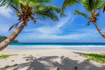 Coconut palm trees on tropical beach on paradise island.