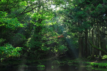  Mototaki Fushiryomizu w lecie